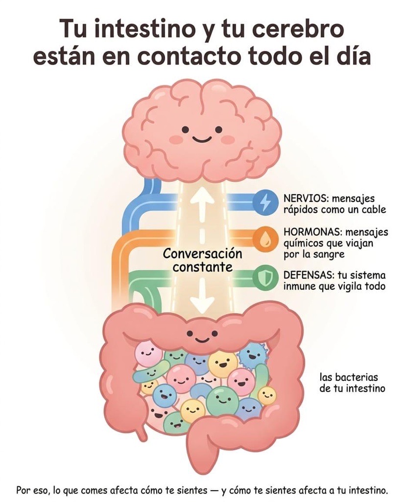 Esta comunicación es bidireccional, de la microbiota al intestino y al cerebro y con vías descendentes del cerebro al intestino
