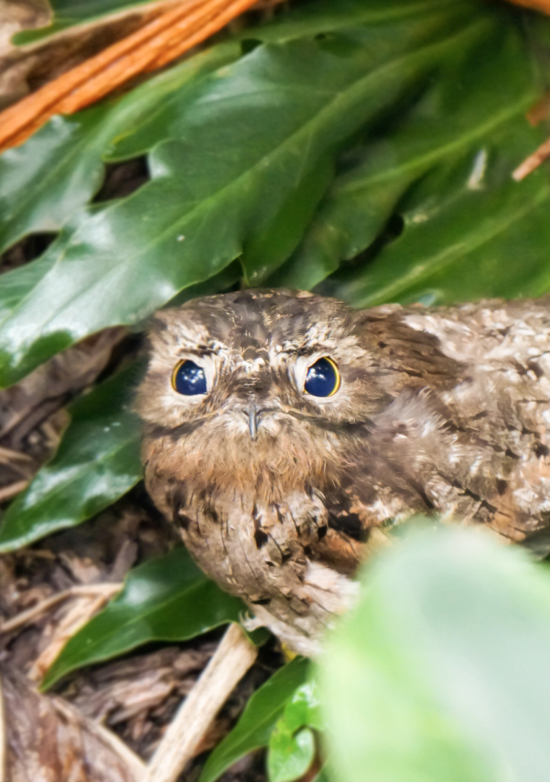 Cuidando nuestro planeta desde casa_ un compromiso por la salud (14)
