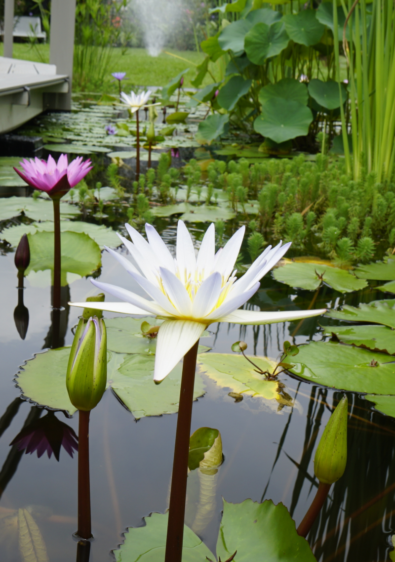 Cuidando nuestro planeta desde casa_ un compromiso por la salud (4)