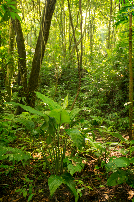 Vacuna fiebre amarilla (1)